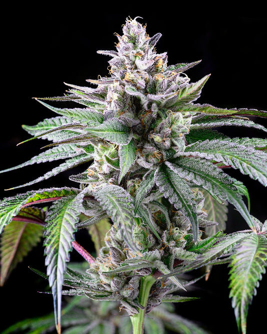 Sunsetz Cookies Seed kaufen