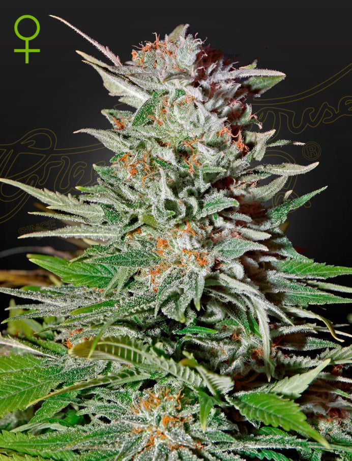 Super Lemon Haze Auto von Green House Seeds