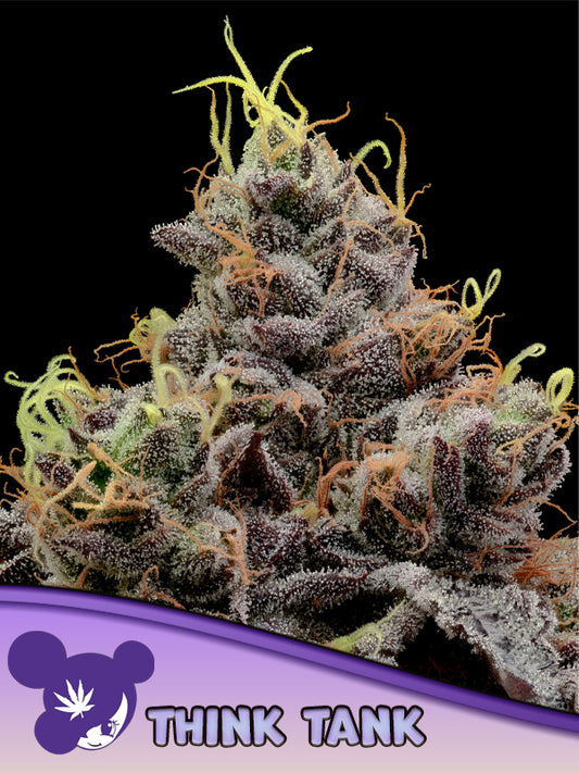 Think Tank von Anesia Seeds