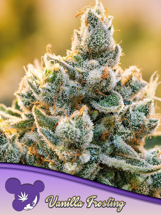 Vanilla Frosting Front Bild headbud