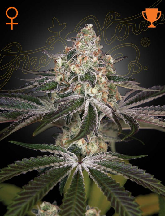 White Widow Bud von Green House Seeds