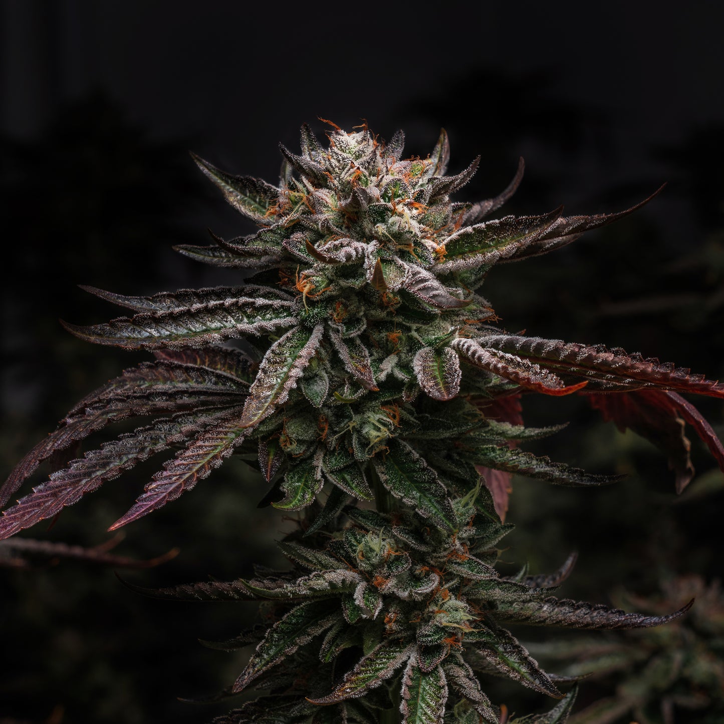 Wedding Cake Feminisiert Blüte - BlowGenetics