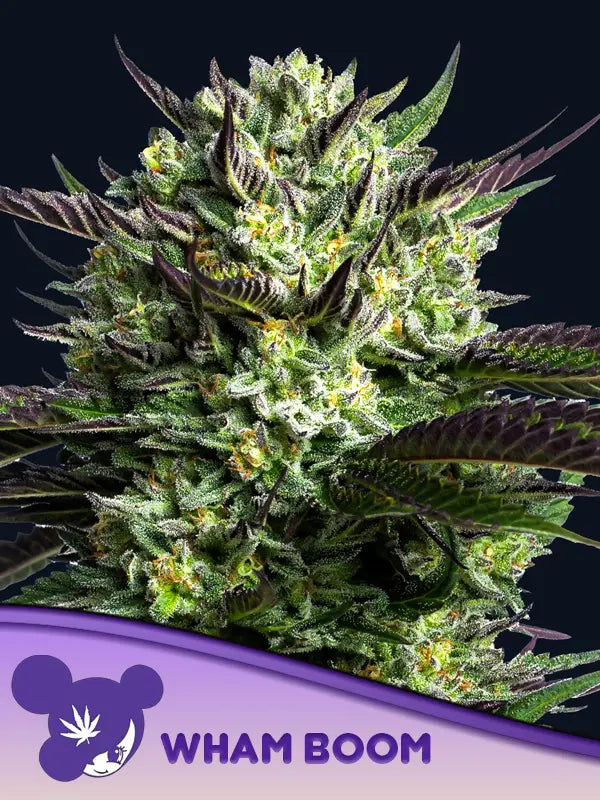wham boom von Anesia Seeds