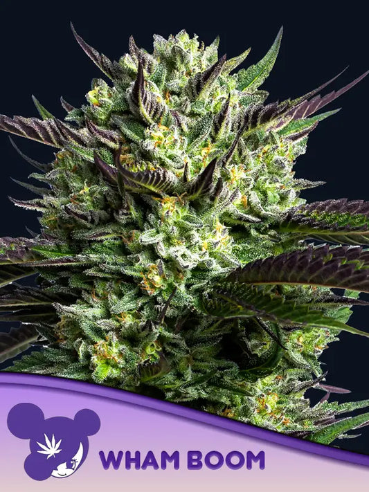 wham boom von Anesia Seeds