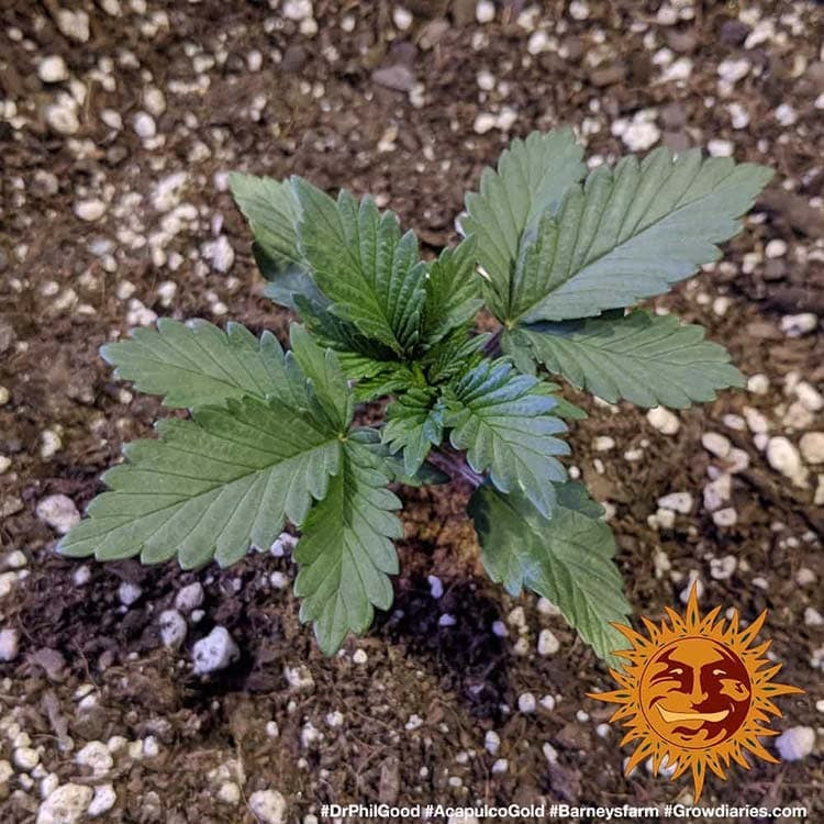 Acapulco Gold Wachstumsphase