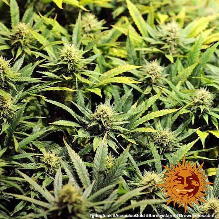 Acapulco Gold Landrasse Buds