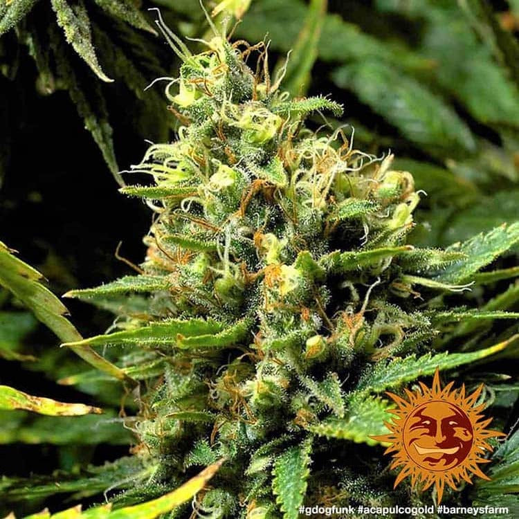 Acapulco Gold Landrasse Headbud final