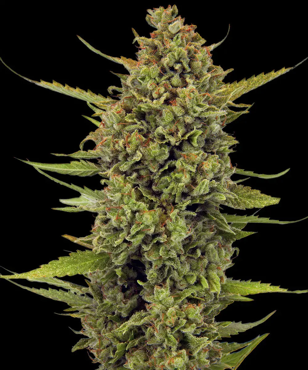 Acapulco Gold Landrasse Headbud