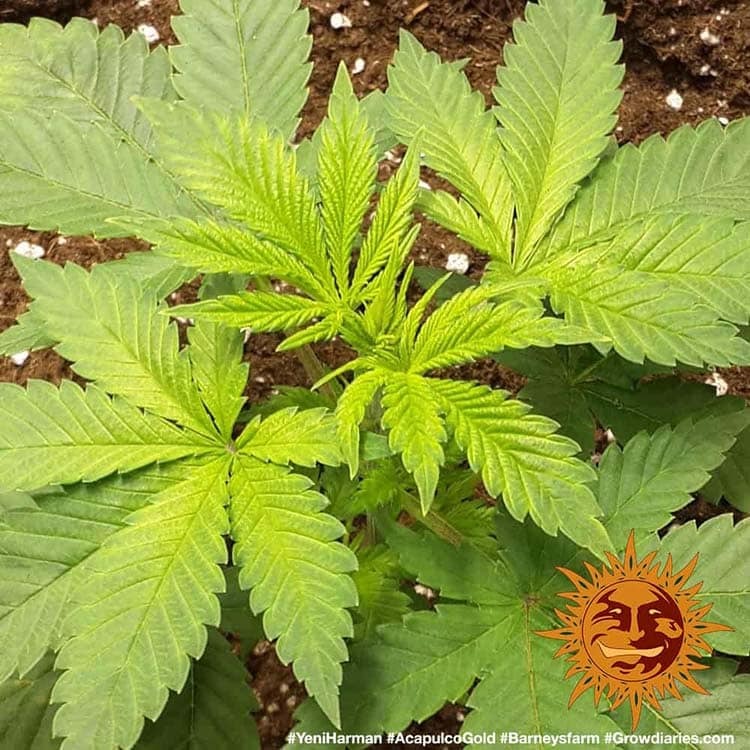 Acapulco Gold Wachstumsphase 2