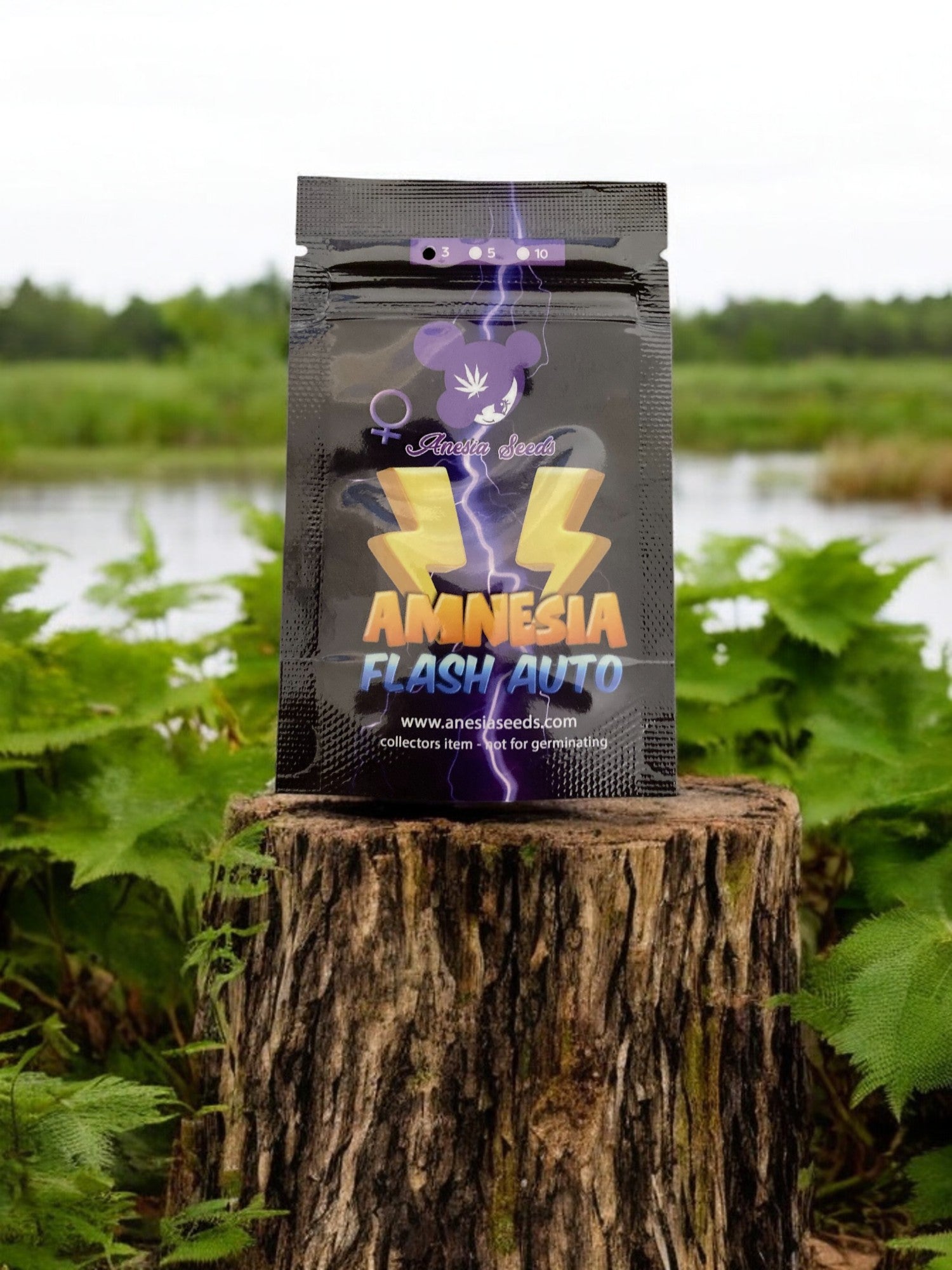 Amnesia Flash Auto Packung von Anesia Seeds auf einem Baumstamm