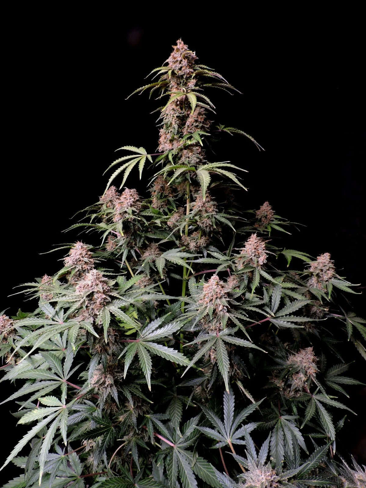 amnesia_zkittlez_auto_2