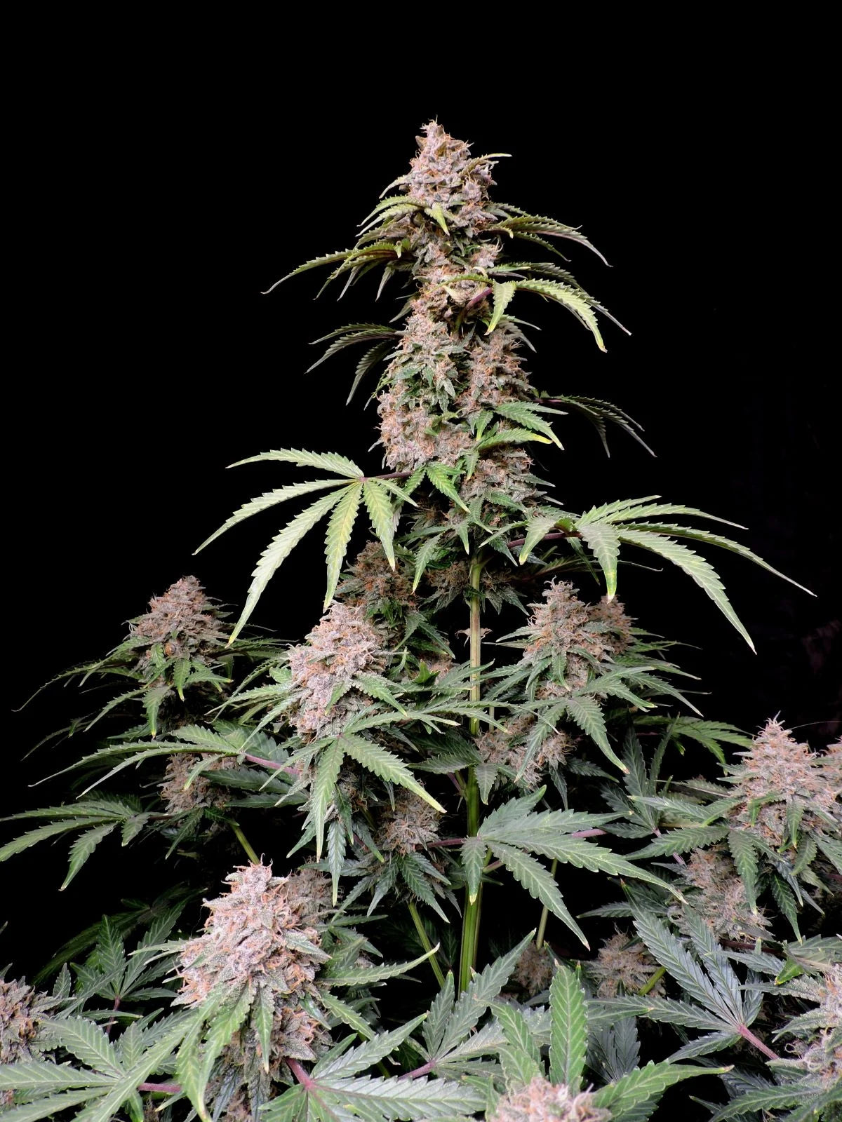 amnesia_zkittlez_auto_3