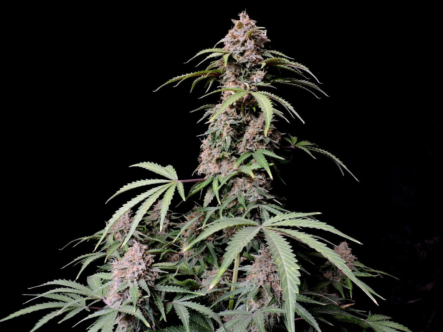 amnesia_zkittlez_auto_4