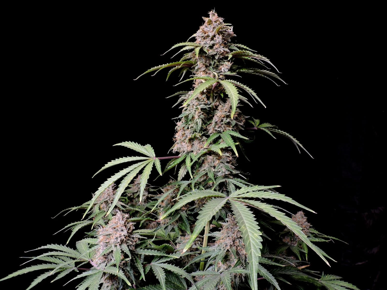 amnesia_zkittlez_auto_4