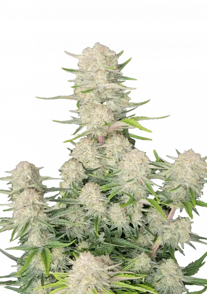 Apricot Auto Fast Buds