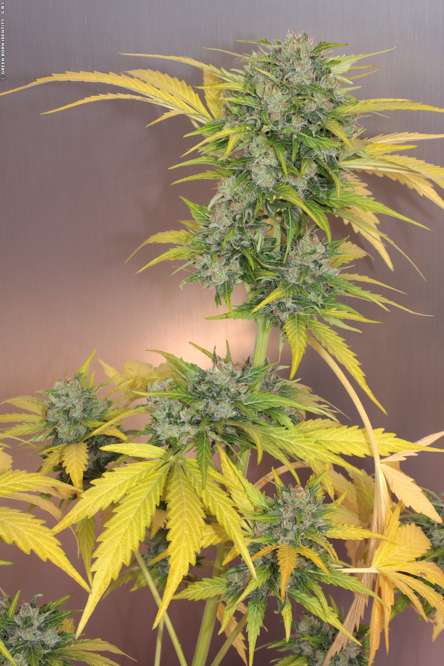 Auto AK-47