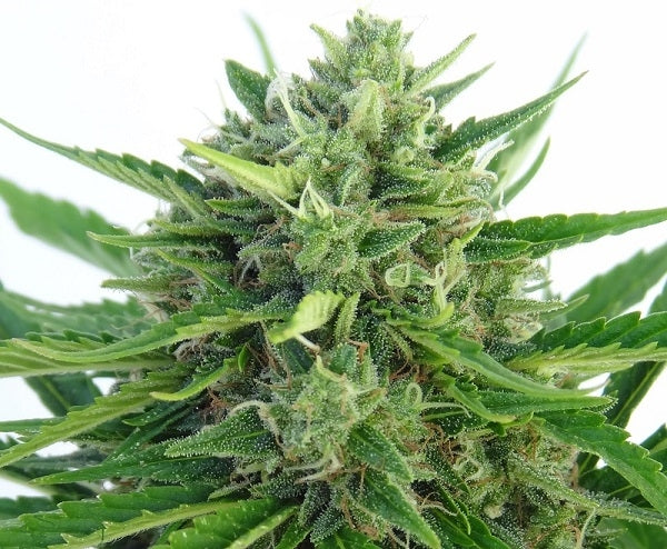 Auto Malawi x Northern Lights - headbud
