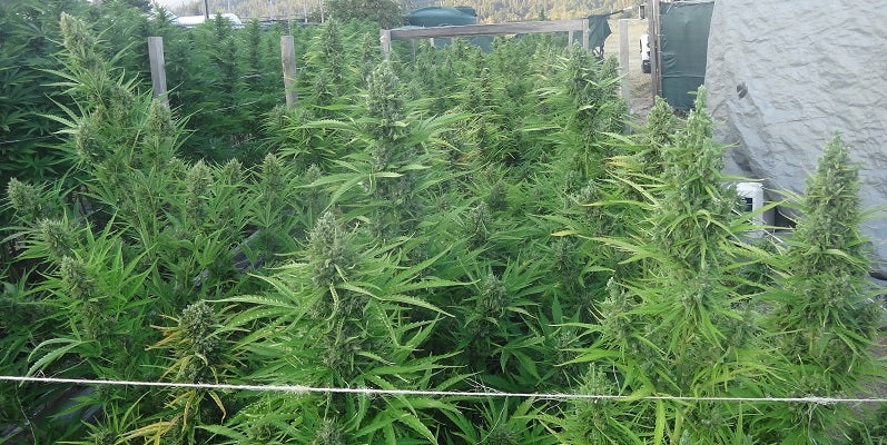 Auto Malawi x Northern Lights Phenos Sativa Dom