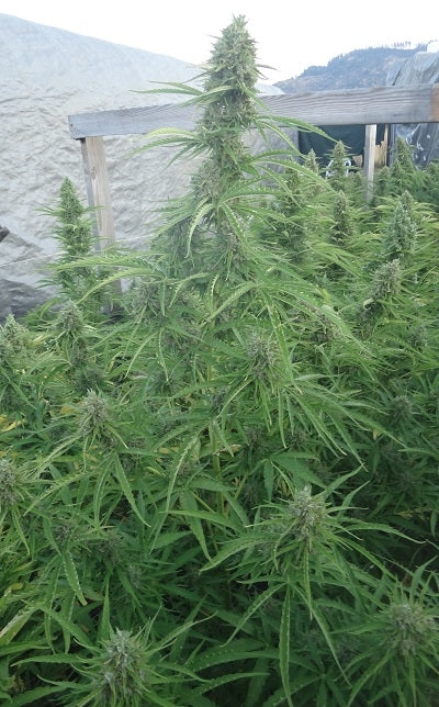 Auto Malawi x Northern Lights Outdoor Phenos