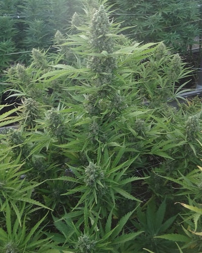 Auto Malawi x Northern Lights Outdoor 2