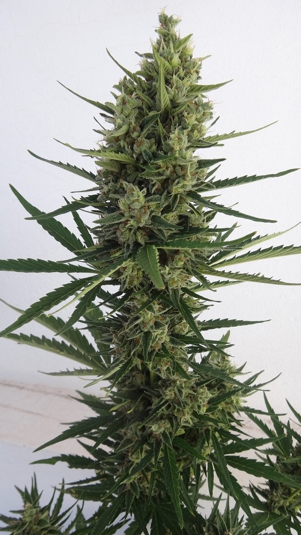 Auto Malawi x Northern Lights Outdoor Headbud