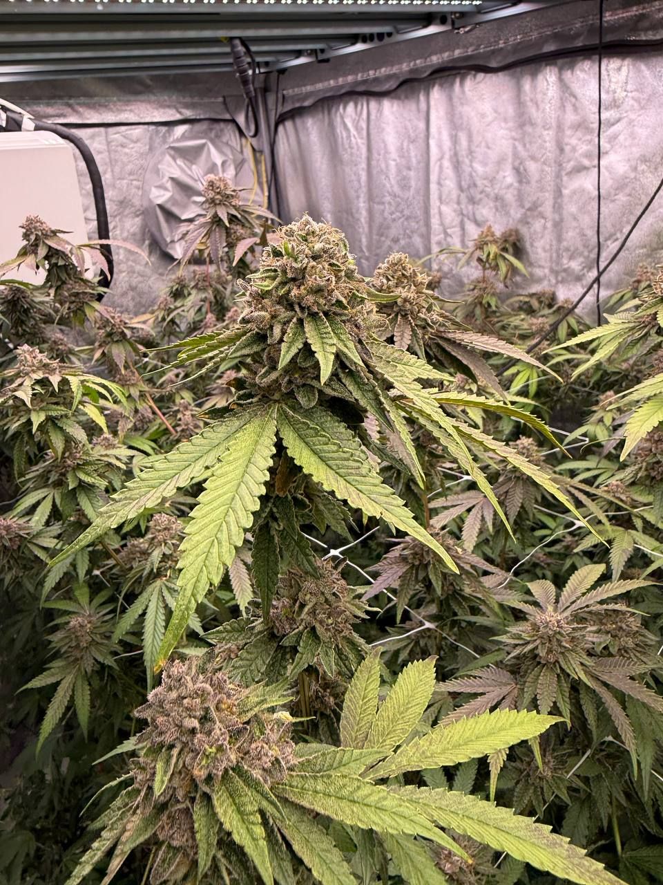 Bisotti Gelato Indoor zelt 3