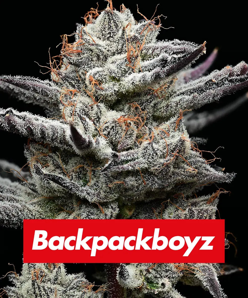 black cherry gushers - von den backpackboyz x barneys farm