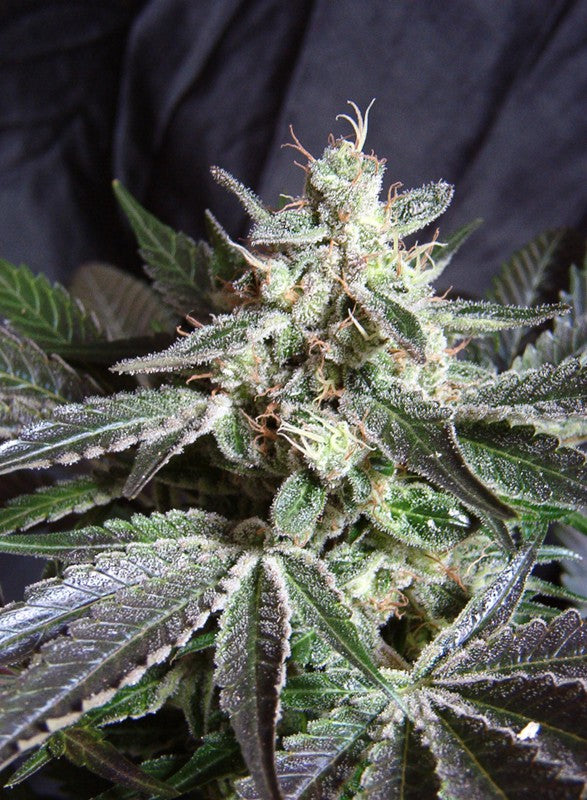 Black Jack Headbud