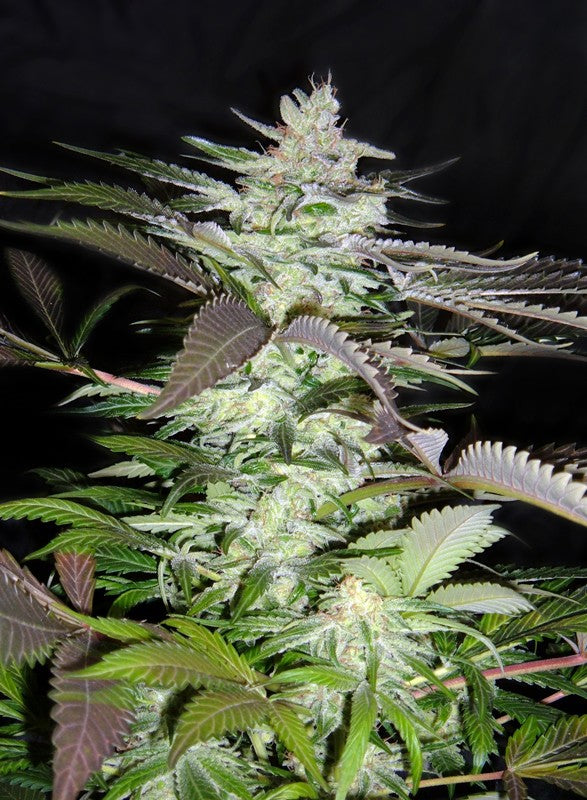 Black Jack Headbud_2