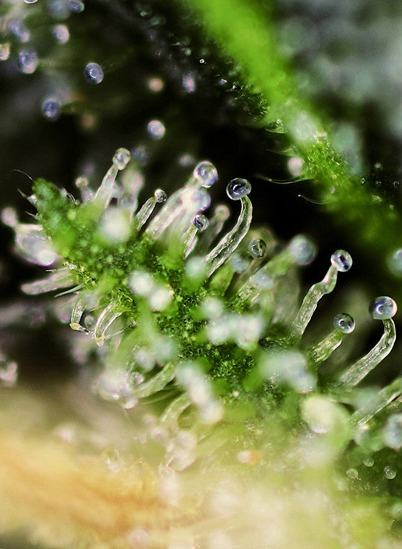 Black Jack Trichome