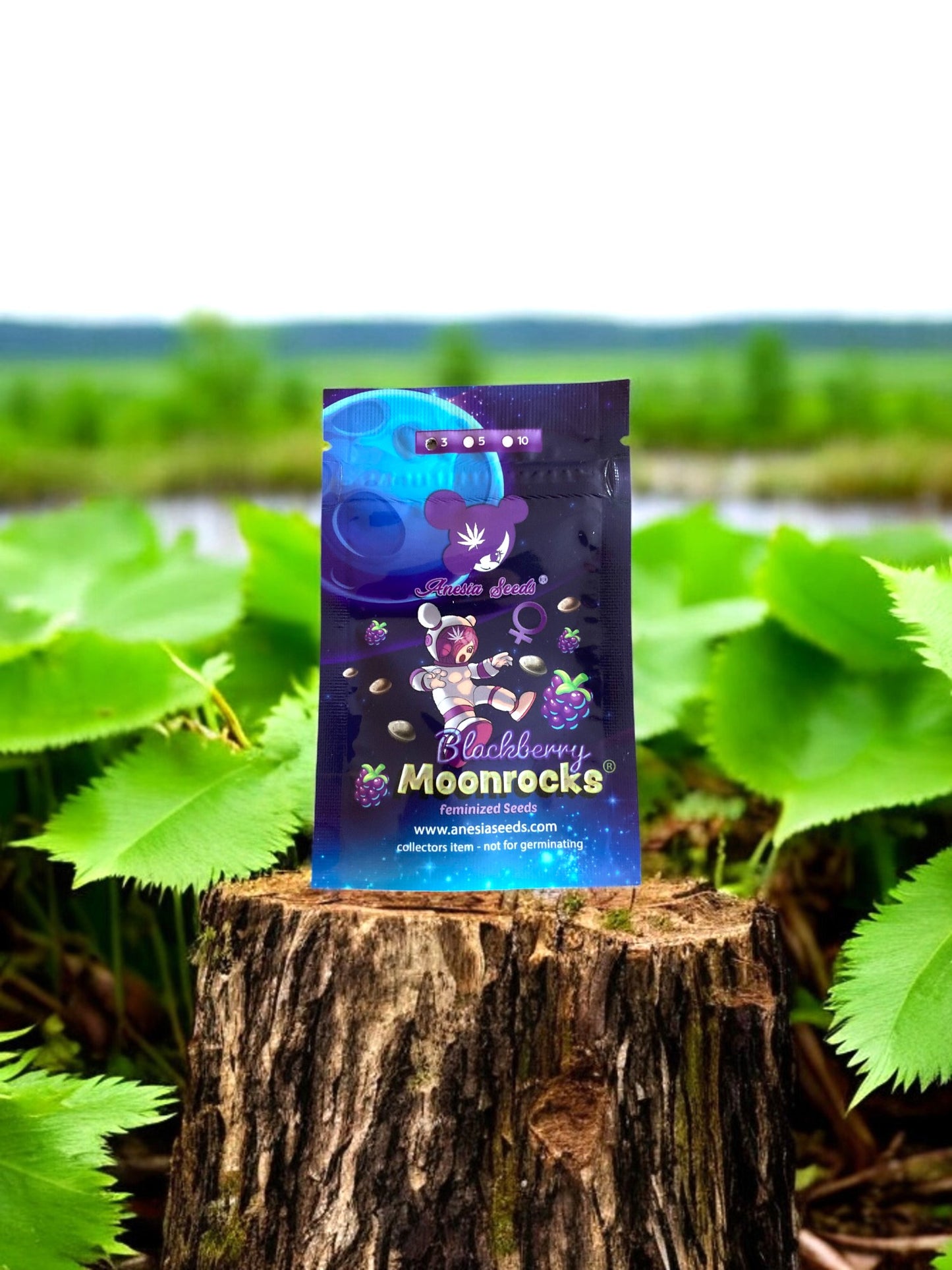 Blackberry Moonrocks Packung von Anesia Seeds auf einem Baumstamm