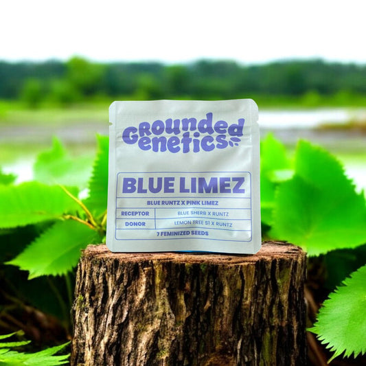Blue Limez Seed Pack von Grounded Genetics
