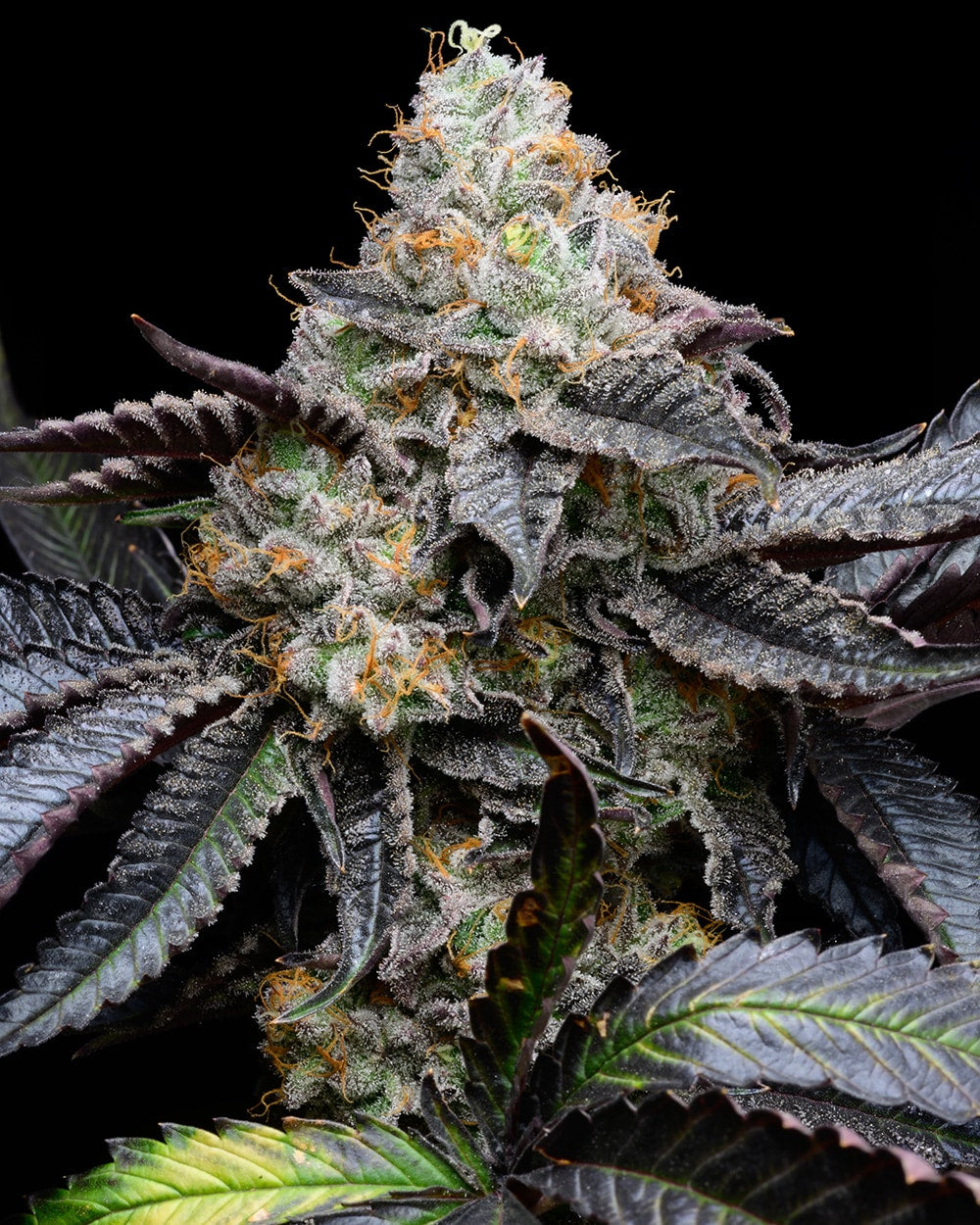 blueberry bubblegrum x london pound cake seed