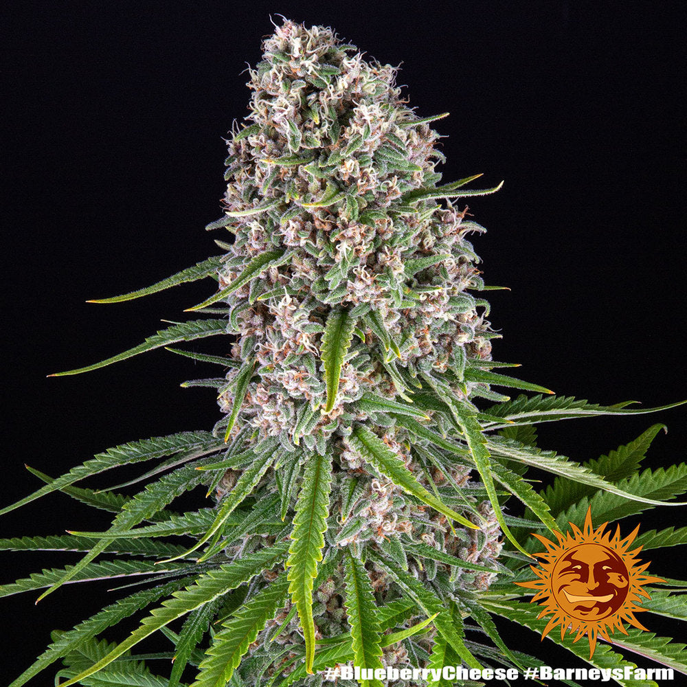 blueberry cheese 2