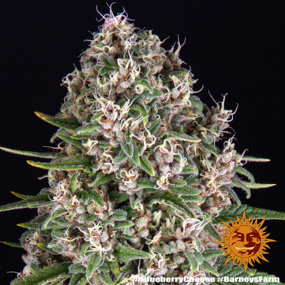 blueberry cheese 3