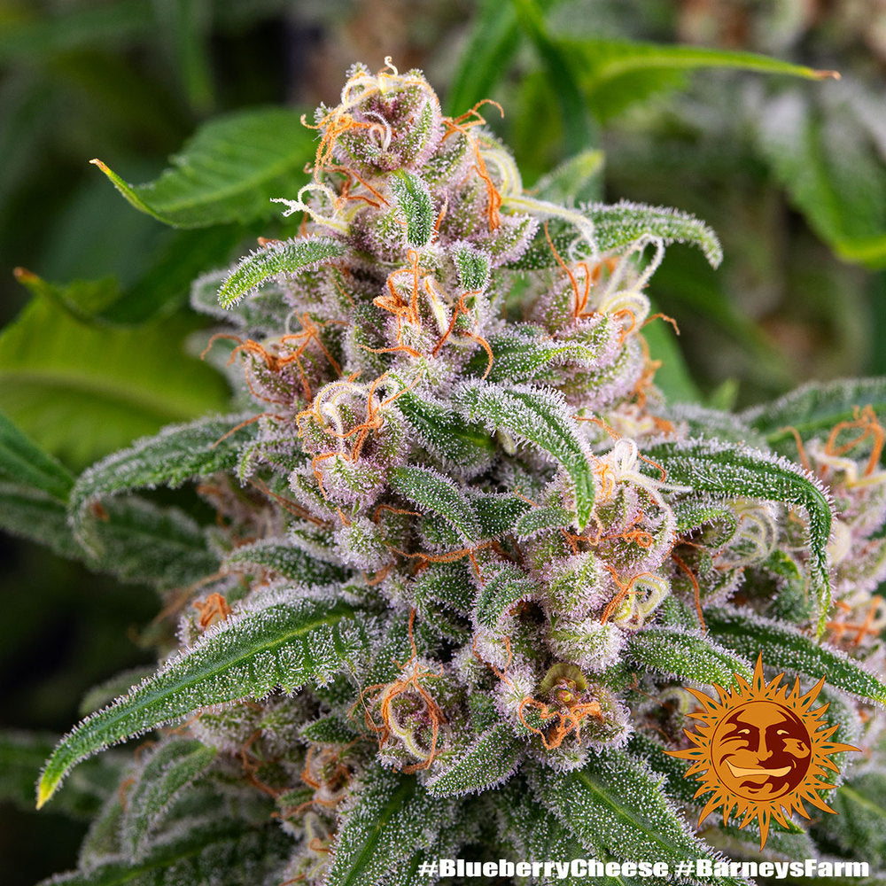 blueberry cheese 8