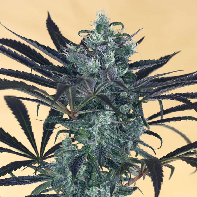 Blueberry Headband Bud Frontal von Humboldt Seeds