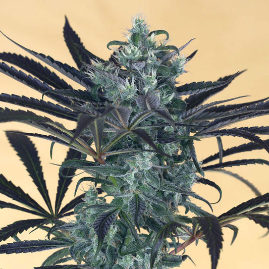 Blueberry Headband Bud Frontal von Humboldt Seeds