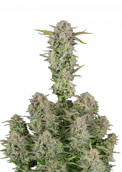 Bruce Banner Auto