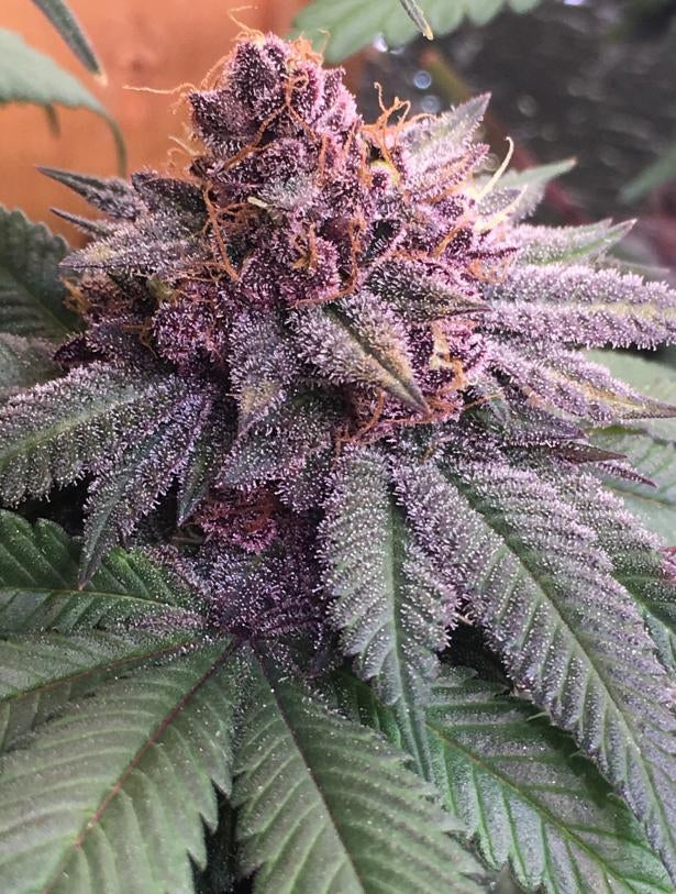 Bubba Kush x PCK bud