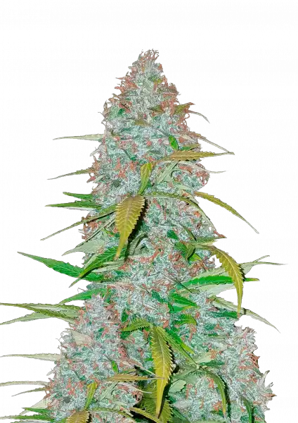 calinfornia_snow_auto_front