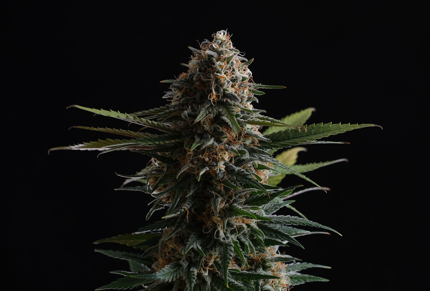 Candy Cream Go Fast HeadBud von Kannabia Seeds