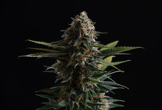 Candy Cream Go Fast HeadBud von Kannabia Seeds
