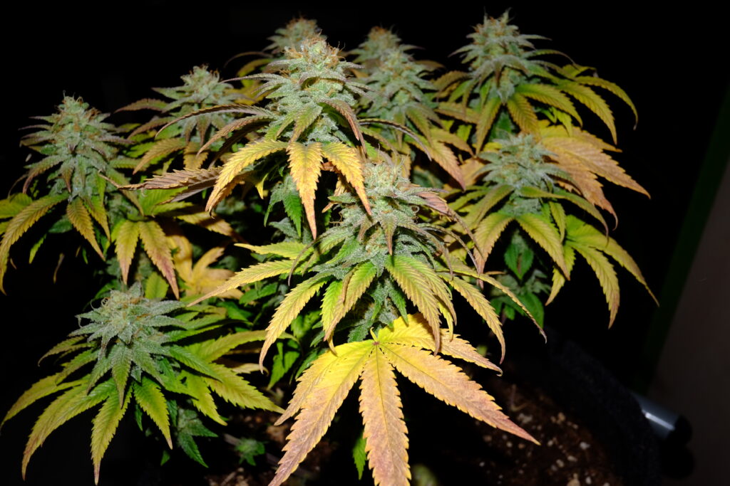 Candy Cream Go Fast ganze Pflanze in der Blüte