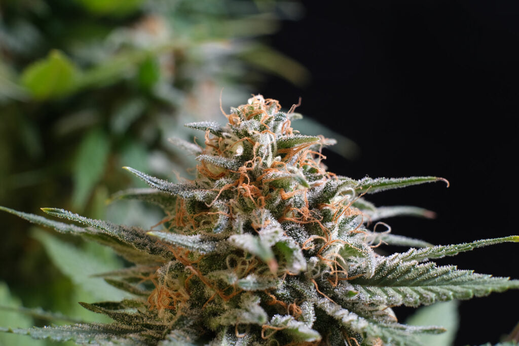 Candy Cream Go Fast Bud Nahaufnahme