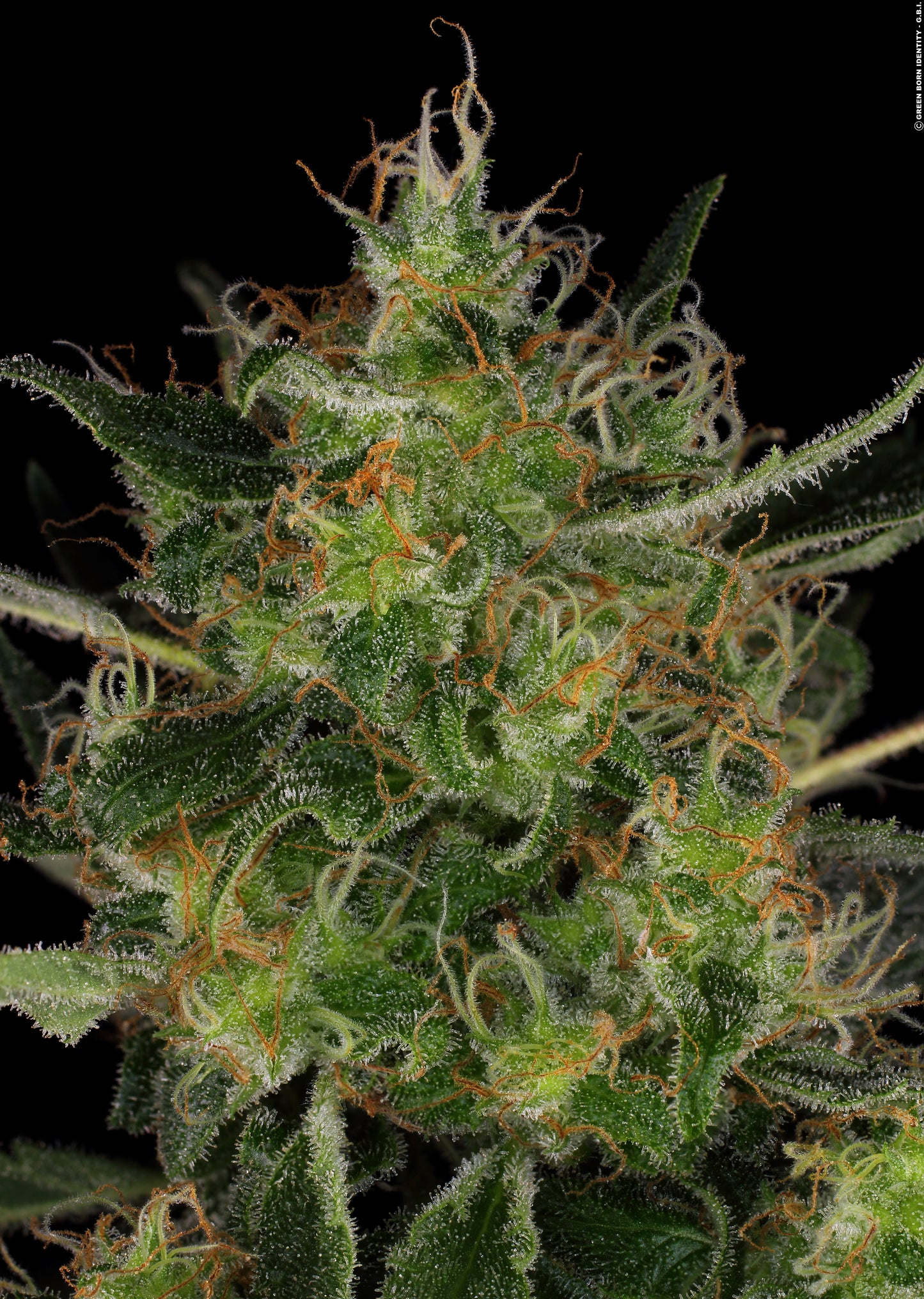 CBD-Chronic