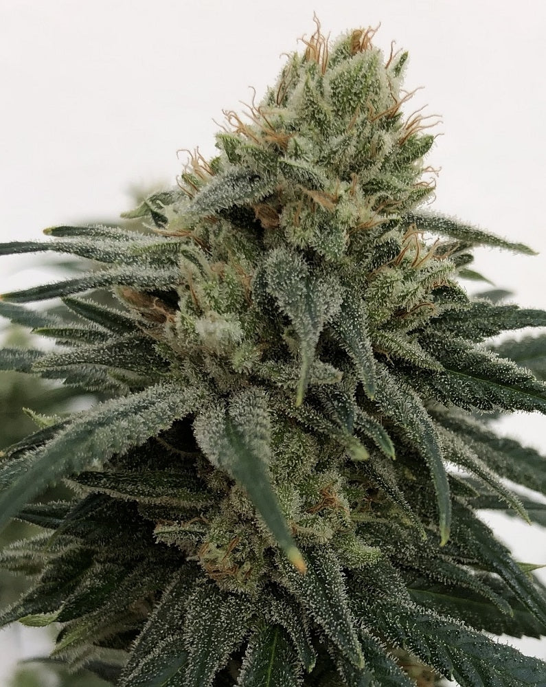 cbd #1 bud 2
