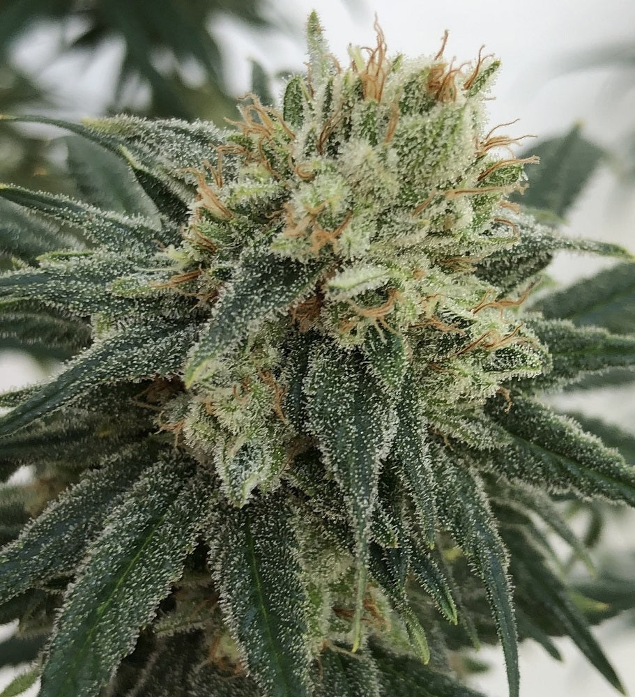 cbd #1 bud