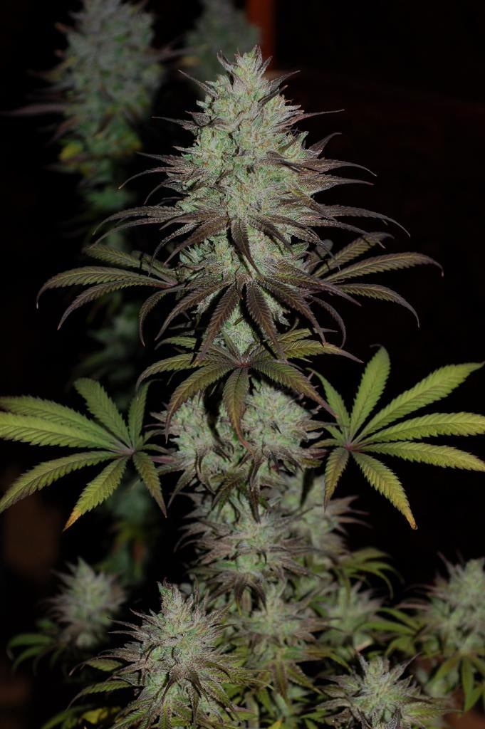 cbd #1 plant 4