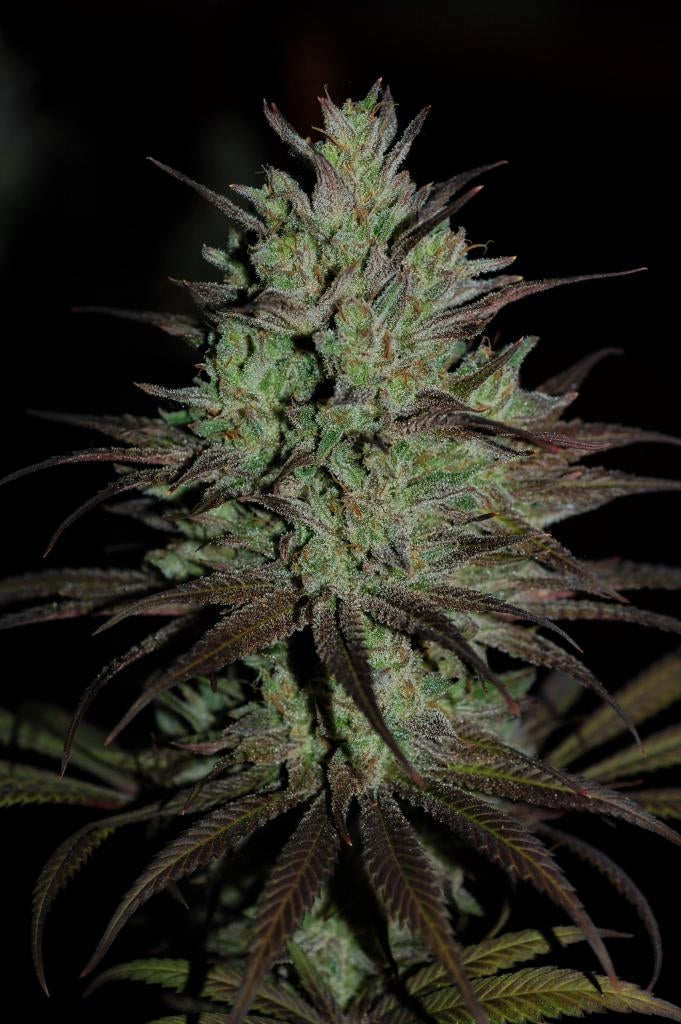 cbd #1 plant 3